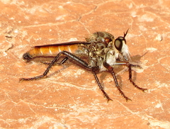 Ospriocerus