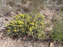 Acacia pravifolia