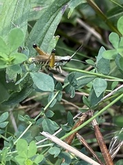 Pseudochorthippus curtipennis