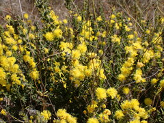 Acacia pravifolia