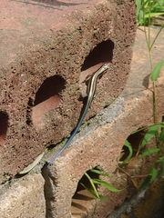 Plestiodon finitimus