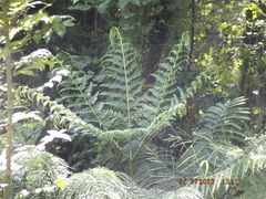 Pteris tripartita