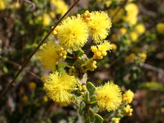 Acacia pravifolia