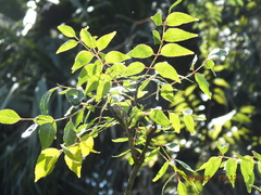 Zanthoxylum clava-herculis