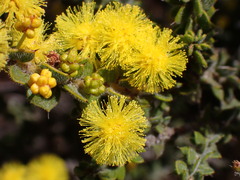 Acacia pravifolia