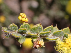 Acacia pravifolia