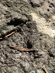 Cicindela duodecimguttata