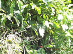 Syngonium