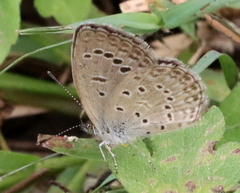Zizeeria karsandra