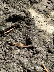 Cicindela duodecimguttata