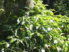 Syngonium