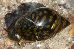 Physa acuta