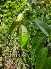 Oxydendrum arboreum