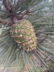Pinus torreyana