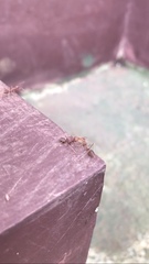 Oecophylla smaragdina