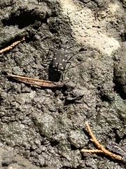 Cicindela duodecimguttata