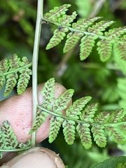 Athyrium asplenioides