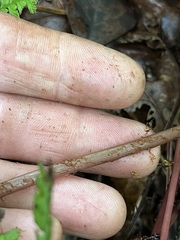 Athyrium asplenioides