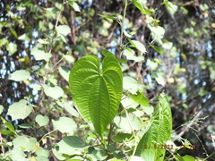 Dioscorea bulbifera