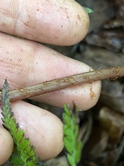 Athyrium asplenioides