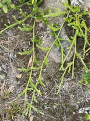 Lycopodium clavatum