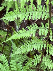 Athyrium asplenioides