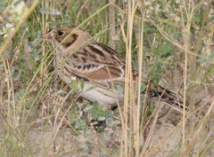 Calcarius lapponicus