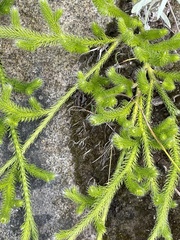 Lycopodium clavatum