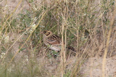 Calcarius lapponicus