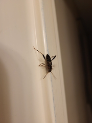 Neoclytus mucronatus