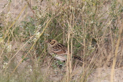 Calcarius lapponicus