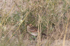 Calcarius lapponicus