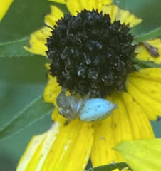 Odontocorynus umbellae