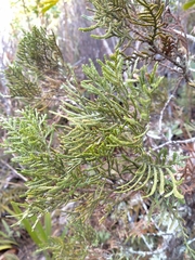 Libocedrus bidwillii