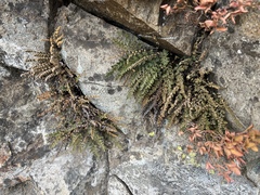 Myriopteris gracillima