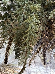 Myriopteris gracillima