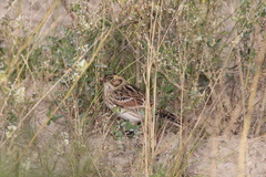 Calcarius lapponicus