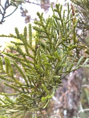 Libocedrus bidwillii