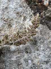 Myriopteris gracillima