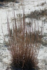 Schizachyrium