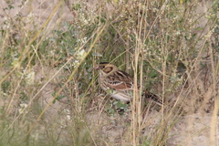 Calcarius lapponicus