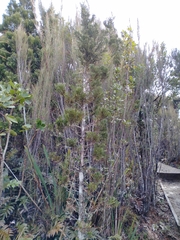 Libocedrus bidwillii