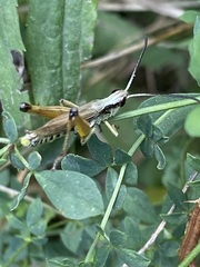 Pseudochorthippus curtipennis