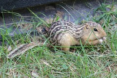 Ictidomys tridecemlineatus
