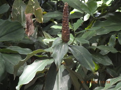 Costus woodsonii