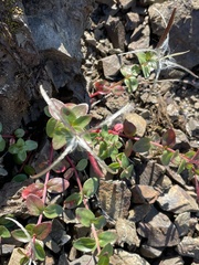 Epilobium anagallidifolium