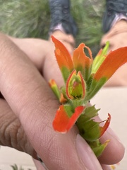 Castilleja glandulosa