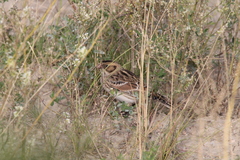 Calcarius lapponicus