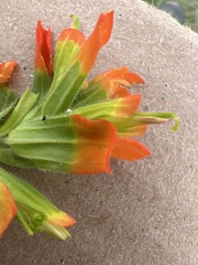 Castilleja glandulosa