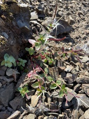 Epilobium anagallidifolium
